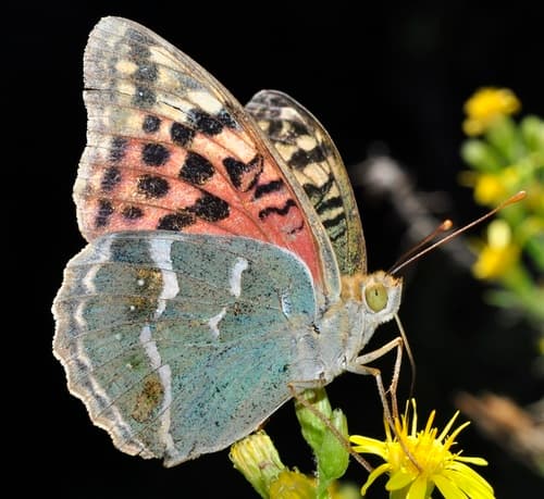 Cardinal Butterfly