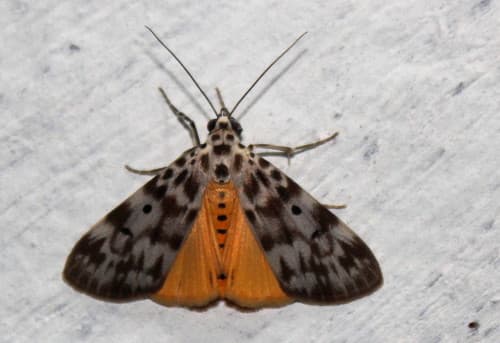 Carissa Tiger Moth