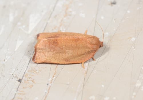 Carnation Tortrix