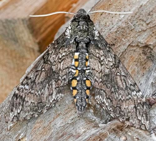 Carolina Sphinx