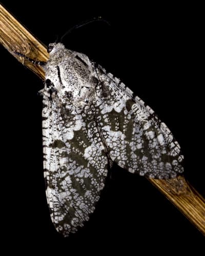 Carpenterworm Moth
