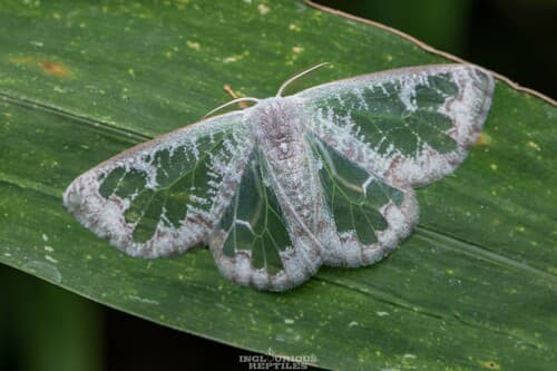 No widely accepted common name