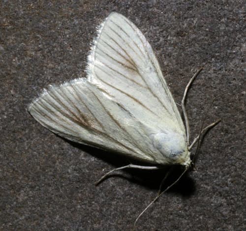 Carrot Seed Moth