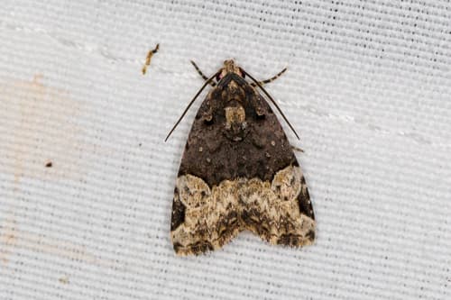 Unidentified Owlet Moth