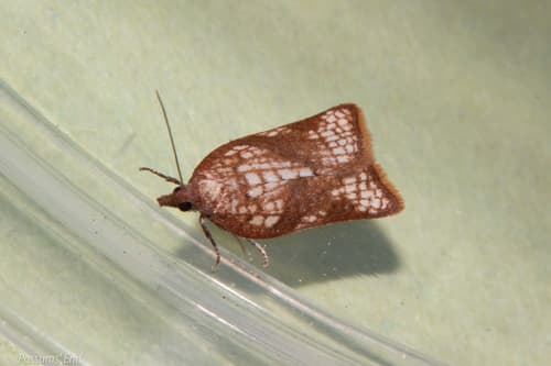 Catamacta gavisana