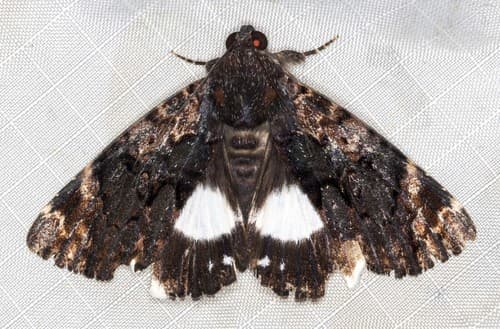 Linen Moth
