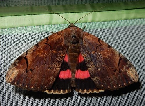 The Darling Underwing