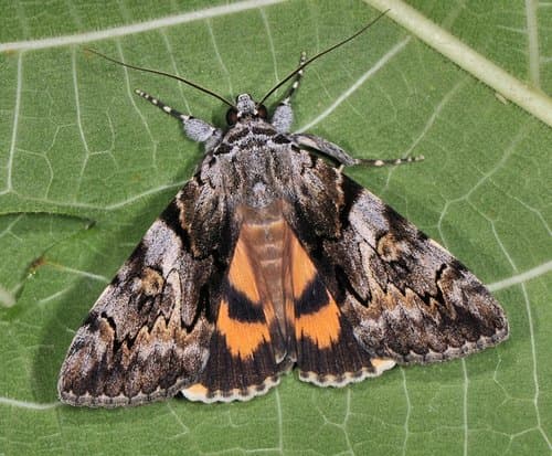 Confused Underwing