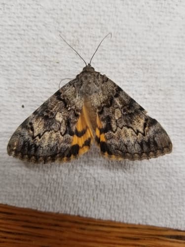 Desdemona Underwing