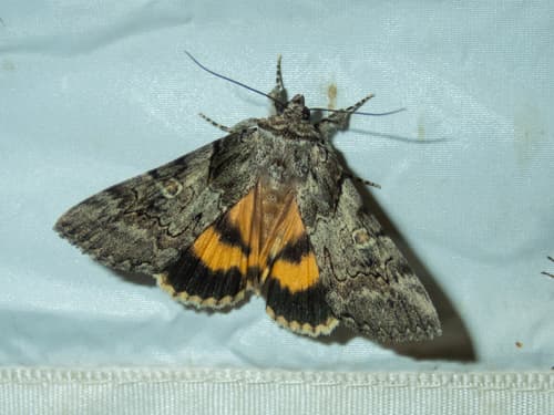Sweet Underwing