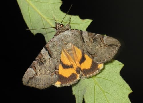 Hymenaea Underwing