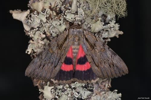 Optata Underwing