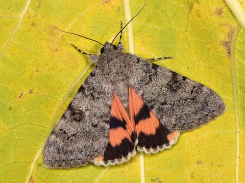 Red Underwing
