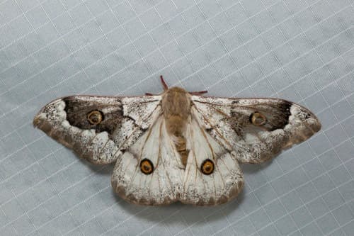 Giant Peacock Moth