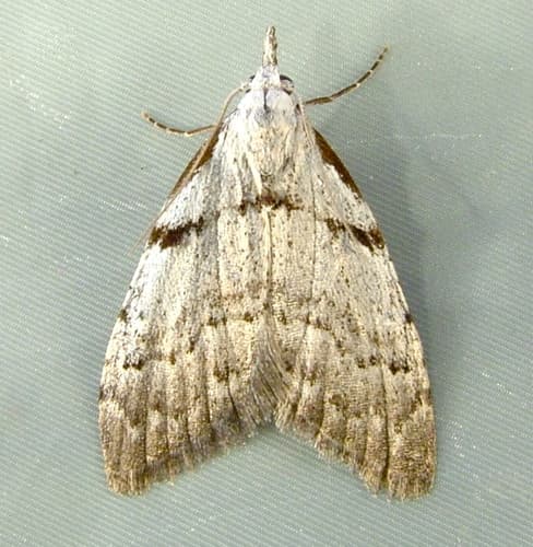 Ceanothus Nola Moth