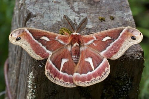 Ceanothus Silk Moth