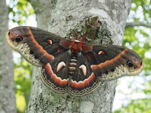 Cecropia Moth