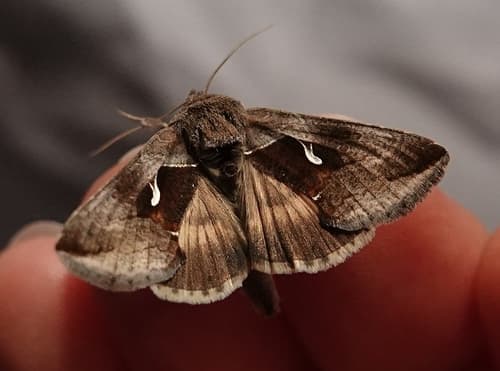 Celery Looper Moth