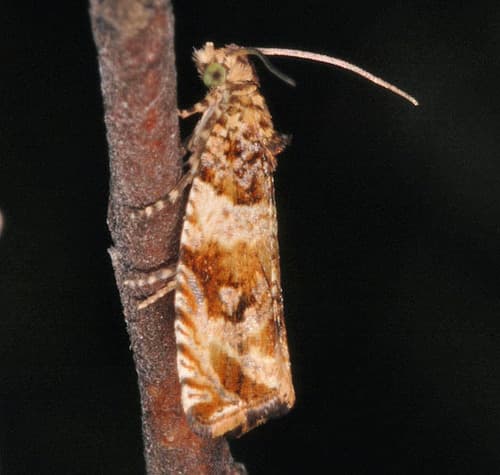Celypha flavipalpana