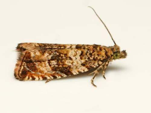 Celypha Moth