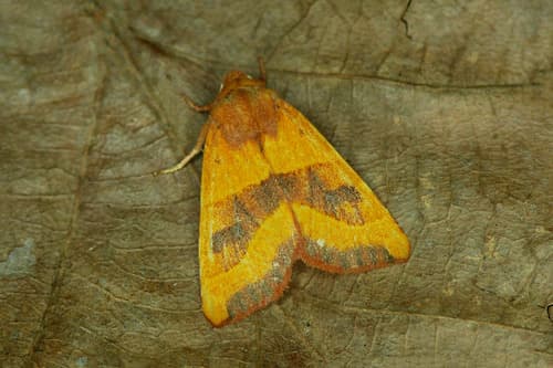 Centre-barred Sallow