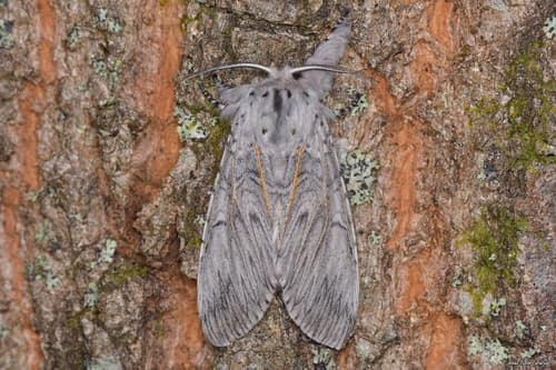 Iberian Puss Moth