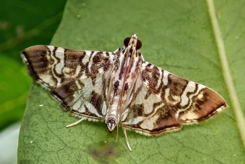 Acamasalis Moth