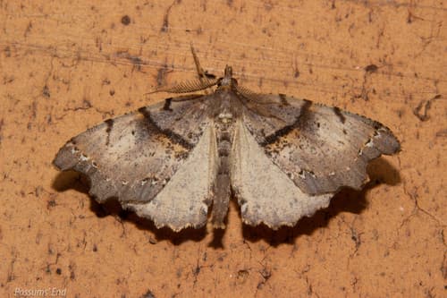 Chalastra pellurgata Moth