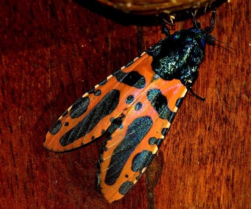Mineus Tiger Moth