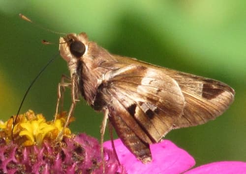 Chalk-marked Skipper