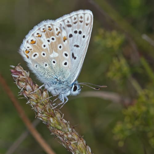 Chalkhill Blue