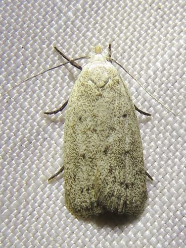 Chalky Inga Moth
