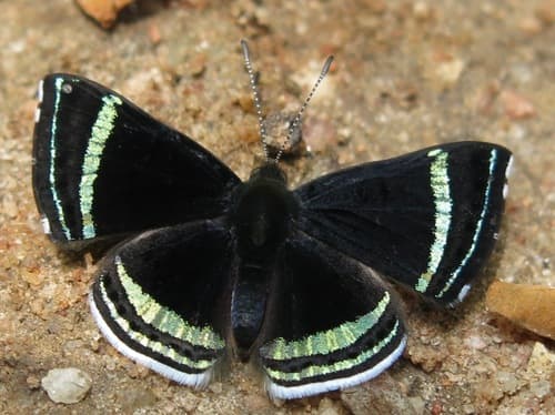 Chalodeta theodora