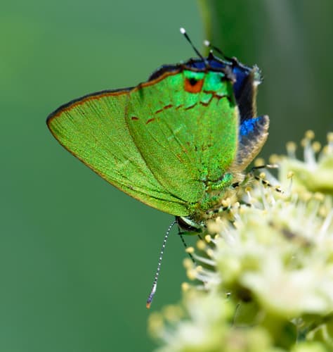 Hassan's Greenstreak