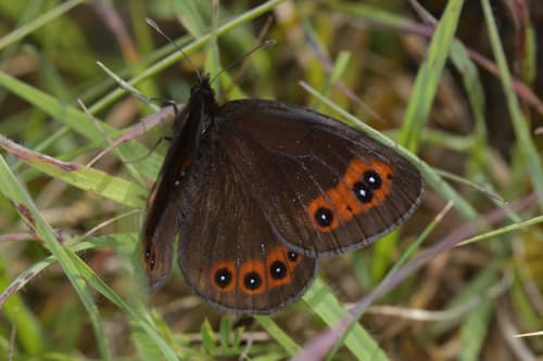 Chapman's Ringlet