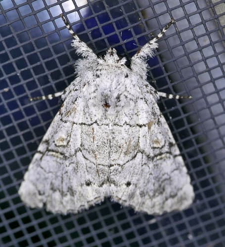 Dispulsa Dagger Moth