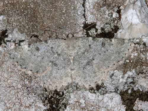 Charissa glaucinaria