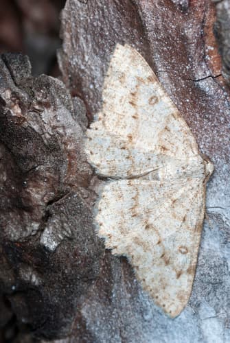 No widely recognized common name