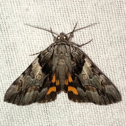 Charming Underwing
