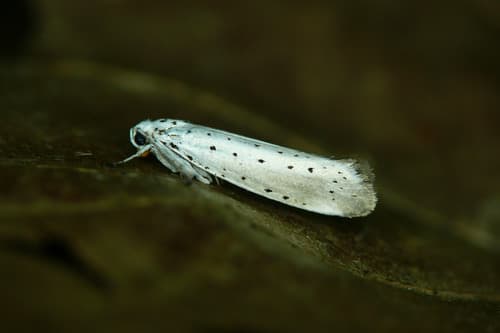 Cherry Ermine