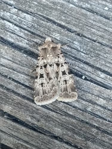 Chersotis multangula