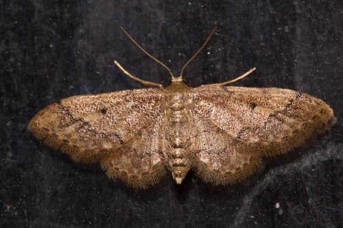 Chestnut-banded Wave