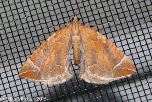 Chevron Moth