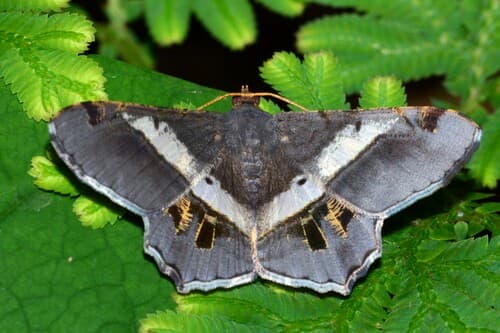 Eleonora's Looper Moth