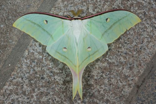 Chinese Moon Moth