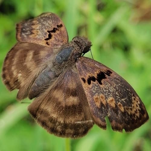 Mithrax Skipper