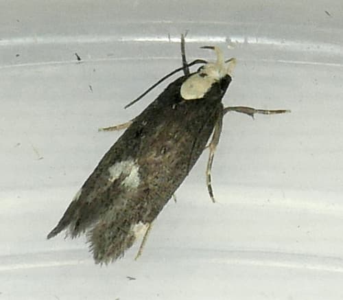Mariona Twirler Moth