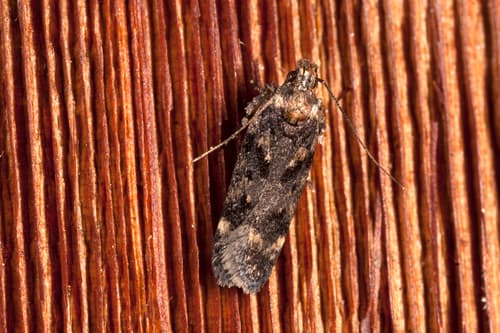 Sevir Twirler Moth
