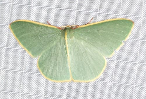 Assimilated Emerald Moth