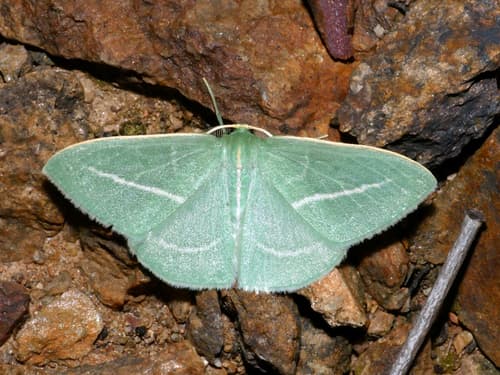 Stereota Emerald